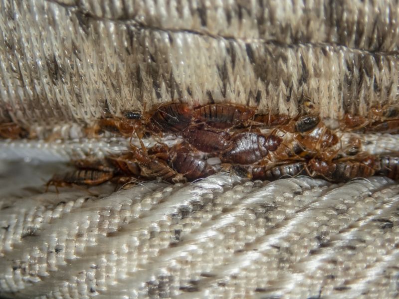 Bed Bugs Extermination