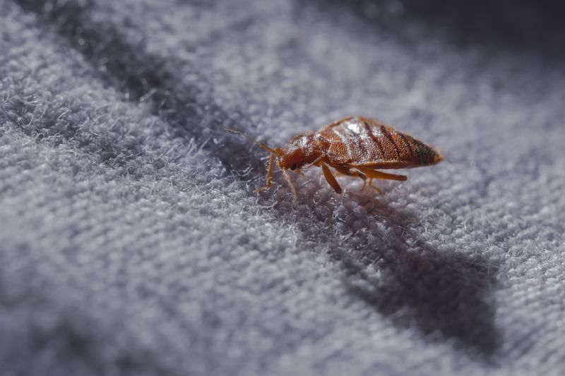 Bed Bugs Extermination