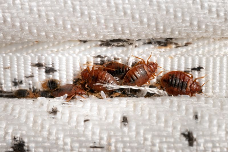 Bed Bugs Extermination