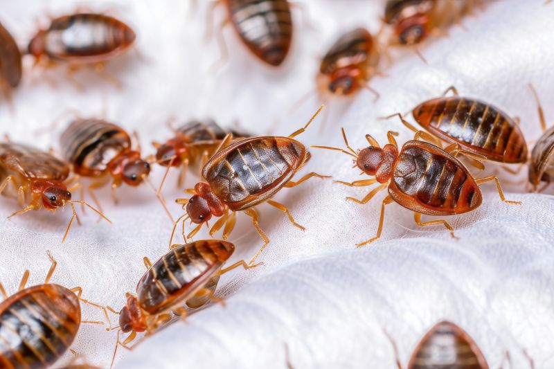 Bed Bugs Extermination