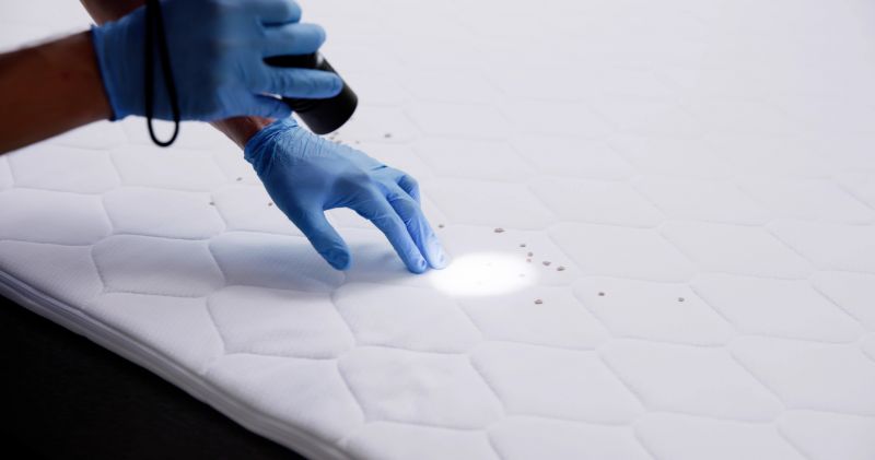 Cost of Bed Bugs Extermination — Cost of Bed Bugs Extermination