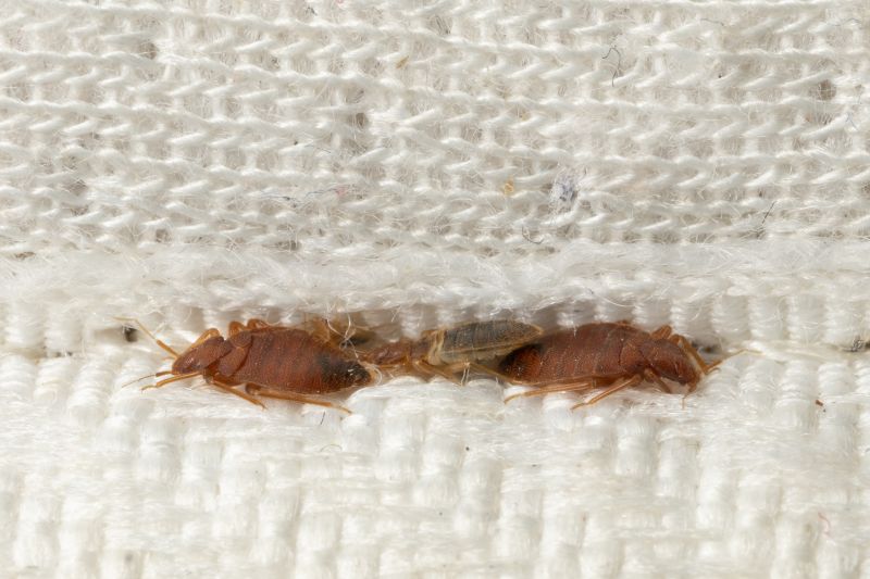 How Bed Bugs Spread