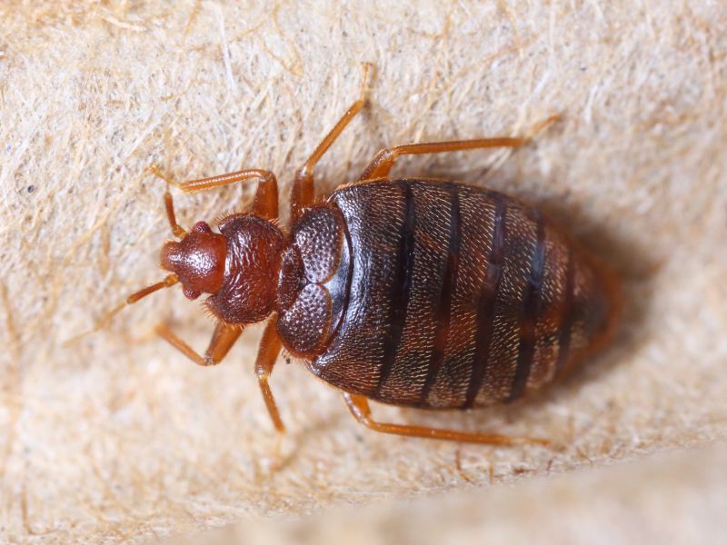 Products For Bed Bugs Exterminations in use