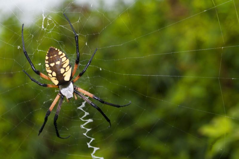 Spider Fumigation Service in Cumming, GA