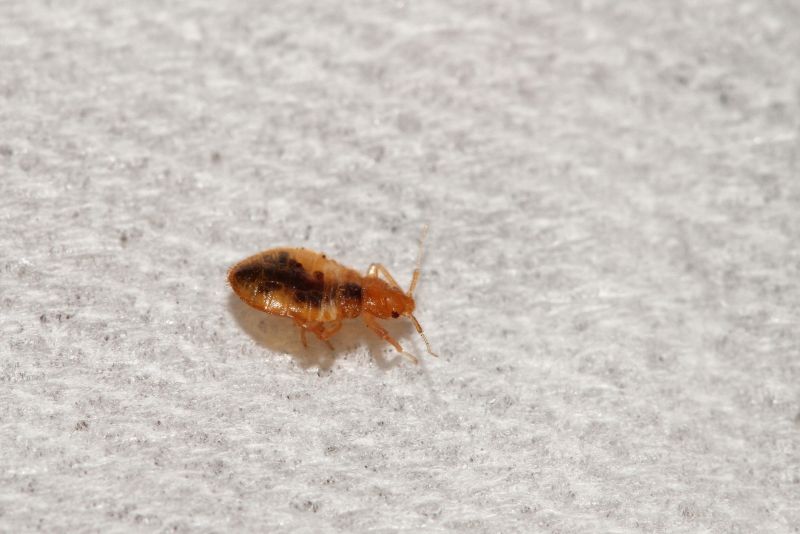 Eliminates uncomfortable infestations