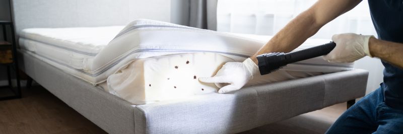 Effective Bed Bug Extermination Solutions